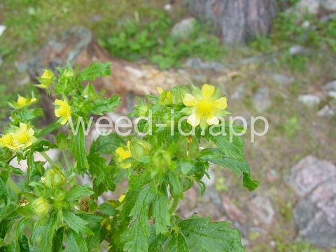 cinquefoil, silvery